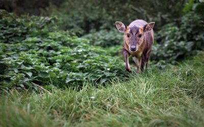Willow the Muntjac Deer