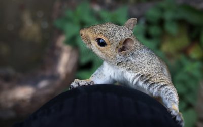 Sammy the Grey Squirrel