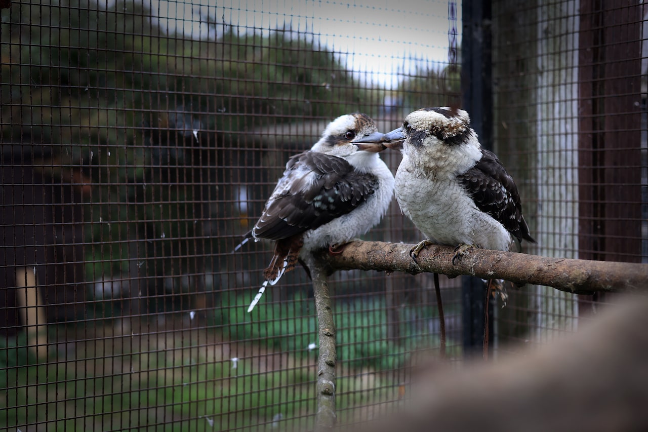 love birds