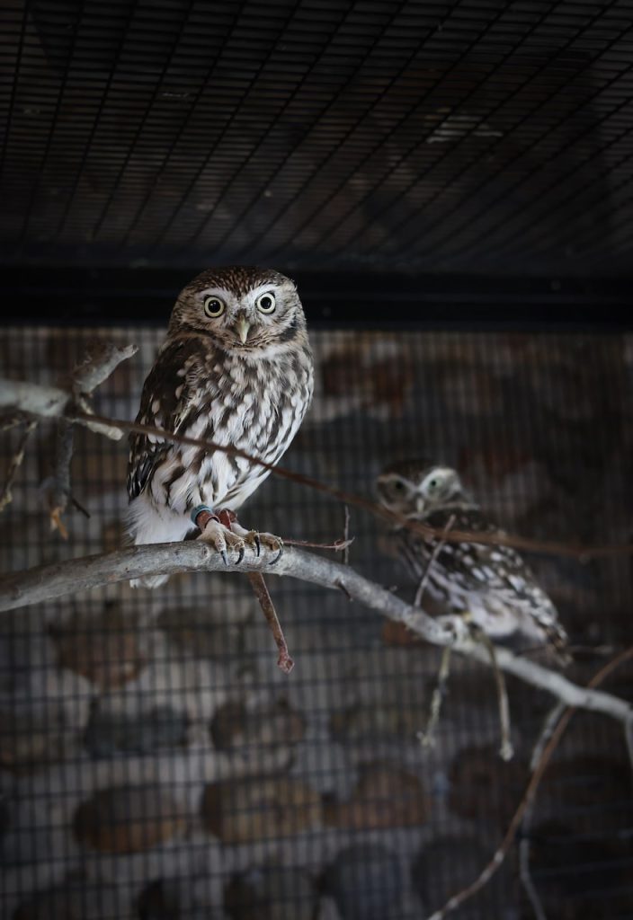 mini owls