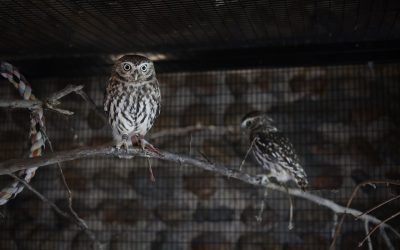 Otis the Little Owl