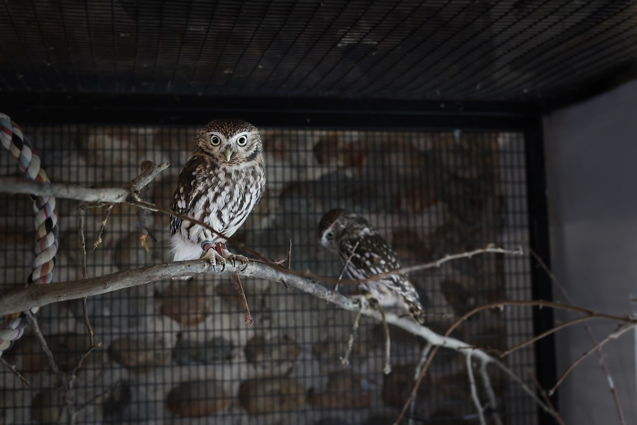 owls wide angle