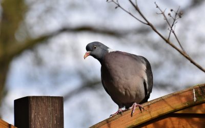 Bird First Aid Guide