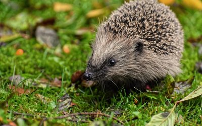Hedgehog First Aid Guide