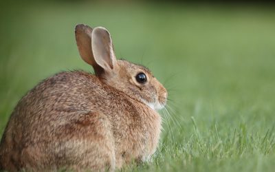 Rabbit First Aid Guide