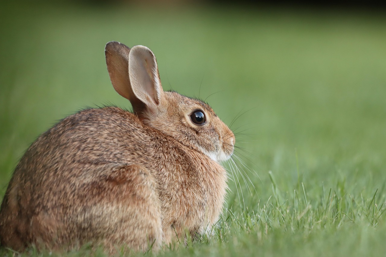 rabbit-stock